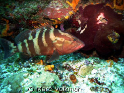 "Grouper on the move"
I catch a juvenile grouper as he z... by Marc Volkman 
